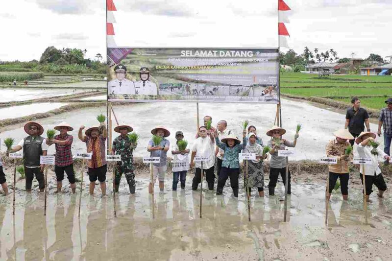 Wali Kota Pematangsiantar, Wesly Silalahi, bersama Forkopimda melaksanakan acara tanam padi serentak di lahan persawahan Blok 3 Kelurahan Bah Sorma Kecamatan Siantar Sitalasari, Jumat (23/5/2025).