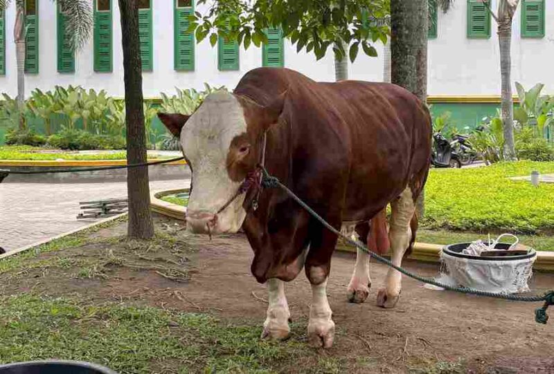 Bantuan Sapi Qurban dari Presiden RI Prabowo Subianto. Kamis, (5/6).