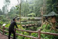 Wali Kota Medan, Rico Waas, melakukan studi tiru ke Taman Safari Indonesia di Bogor pada Jumat (30/5/2025).
