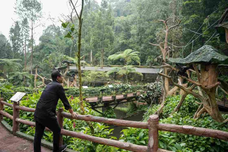 Wali Kota Medan, Rico Waas, melakukan studi tiru ke Taman Safari Indonesia di Bogor pada Jumat (30/5/2025).
