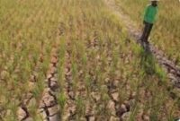 Kondisi lahan sawah warga yang mengalami kekeringan. Minggu, (13/07/2025) (Foto : Tarmizi)