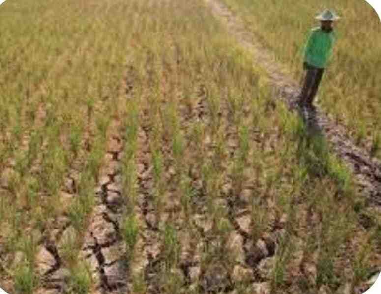 Kondisi lahan sawah warga yang mengalami kekeringan. Minggu, (13/07/2025) (Foto : Tarmizi)