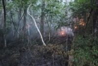 kebakaran yang mengancam kelestarian hutan di kawasan Danau Toba. Kejadian yang terjadi pada Rabu sore, 9 Juli 2025 sekira pukul 18.30 WIB.