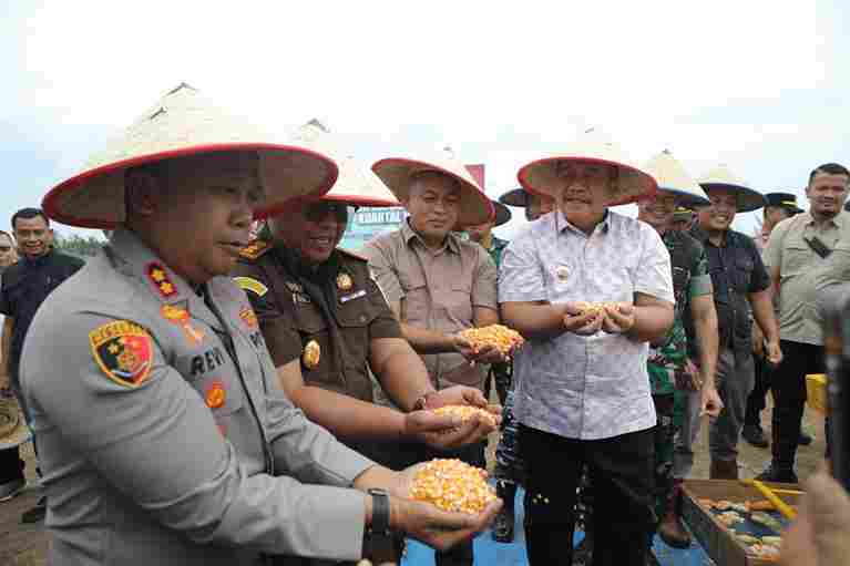  panen raya jagung yang digelar Polres Asahan bersama Forkopimda Kabupaten Asahan di Desa Perhutaan Silau, Kecamatan Pulo Bandring, dengan luas lahan 10 hektare. 