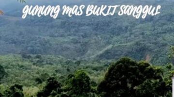 Kawasan Hutan Gunung Mas Bukit Sanggul yang rencananya akan di ubah menjadi tambang emas. (Foto : David)
