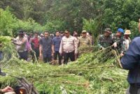 Polres Karo saat membersihkan ladang ganja.