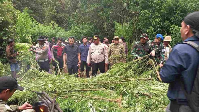 Polres Karo saat membersihkan ladang ganja.