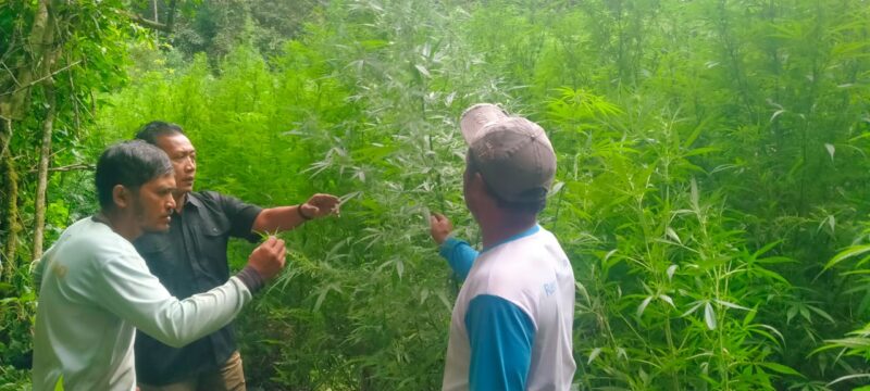 Tim Detasemen Intelijen Kodam I/BB (Deninteldam I/BB) bersama Unit Intel Kodim 0205/TK menemukan ladang ganja di kawasan Hutan Sibuatan, Desa Pancur Batu, Kecamatan Merek, Kabupaten Karo, Jumat (24/10/2025) sekitar pukul 10.00 WIB.
