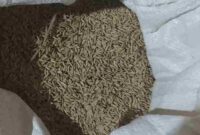 Foto Ilustrasi : Padi dalam karung.