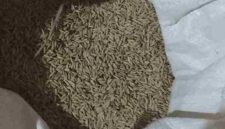 Foto Ilustrasi : Padi dalam karung.