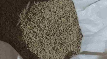 Foto Ilustrasi : Padi dalam karung.