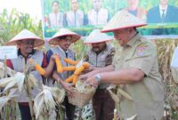 Bupati Asahan, Taufik Zainal Abidin, S.Sos., M.Si.,  saat turut serta memanen jagung.