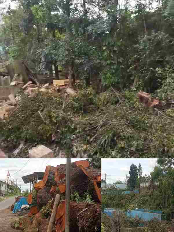 Lokasi penebangan diseputaran dan lahan jurangan (atas), kayu hasil penebangan (bawah kiri), kondisi lokasi usai dilakukan penebangan pohon (kanan bawah). 