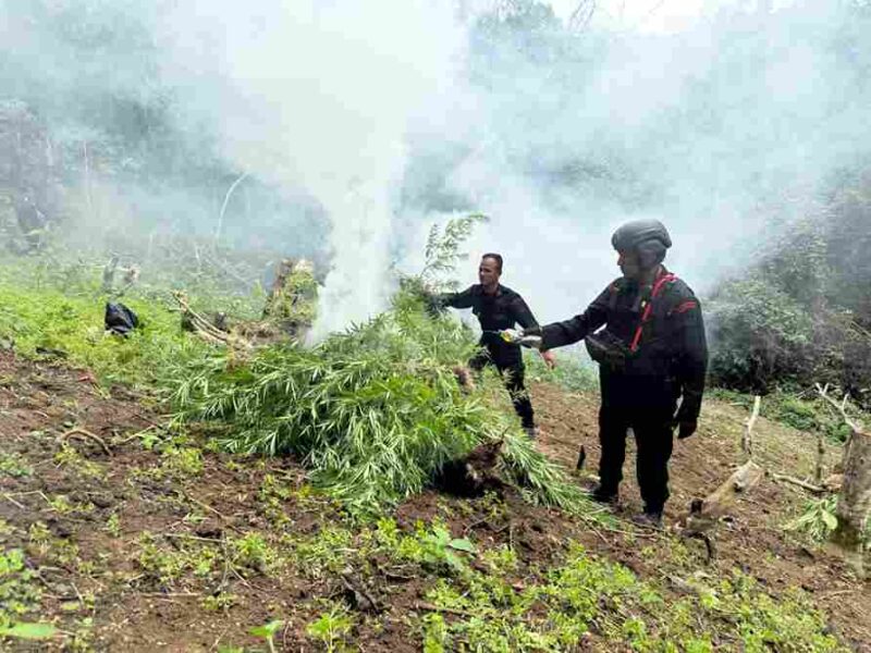 operasi pemusnahan ladang ganja seluas kurang lebih 10 hektar di kawasan perbukitan Tor Sihite, Kecamatan Penyabungan Timur, Kabupaten Mandailing Natal, pada Rabu (12/11/2025).