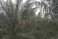 Kondisi tanaman Sawit di Kebun Marihat.