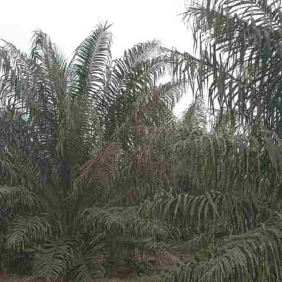 Kondisi tanaman Sawit di Kebun Marihat.