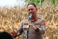 Polres Pelabuhan Belawan melaksanakan Panen Raya Jagung Program Ketahanan Pangan di Desa Klambir Lima Kebun, Kecamatan Hamparan Perak, pada Rabu (5/11/2025).