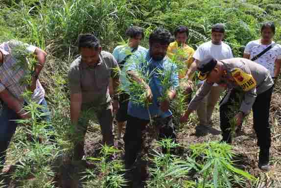 polisi menyita sebanyak 33 batang tanaman yang diduga ganja lengkap dengan akar, batang, dan daun dalam kondisi basah. Tanaman tersebut memiliki tinggi bervariasi antara 35 sentimeter hingga 110 sentimeter, dengan total berat bersih mencapai sekitar 1.200 gram.