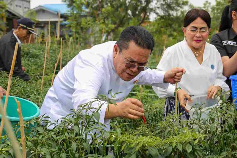 Wali Kota Pematangsiantar Wesly Silalahi memanen cabai merah di Siantar Utara sebagai bagian dari program kontrak tani untuk memperkuat produksi lokal dan menekan inflasi pangan.