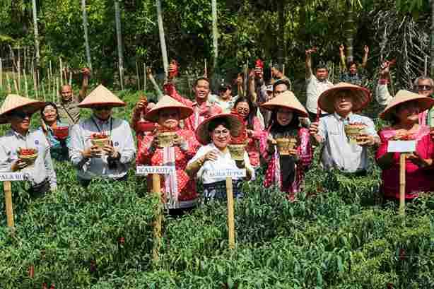 Wali Kota Pematangsiantar Wesly Silalahi memanen cabai perdana program contract farming di Kelurahan Setia Negara.