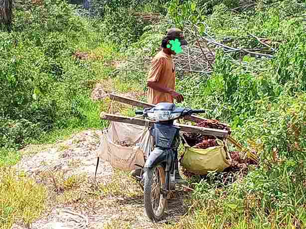seorang pria yang diduga warga Dusun Semedang Jaya, Gampong Semenah Jaya, membawa tandan buah segar (TBS) kelapa sawit keluar dari kawasan HGU.