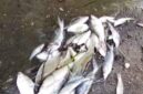 kondisi Ikan mati di pinggiran Sungai