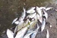 kondisi Ikan mati di pinggiran Sungai