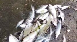 kondisi Ikan mati di pinggiran Sungai