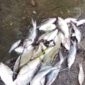 kondisi Ikan mati di pinggiran Sungai