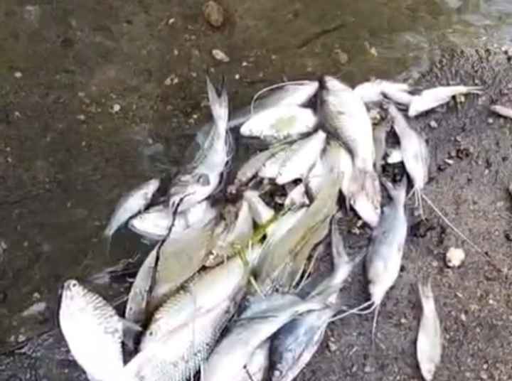 kondisi Ikan mati di pinggiran Sungai