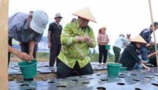 Bupati Samosir Vandiko Gultom tanam bawang putih bantuan Kementan.