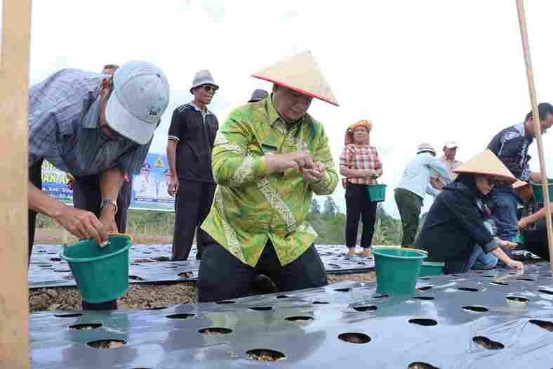 Bupati Samosir Vandiko Gultom tanam bawang putih bantuan Kementan.