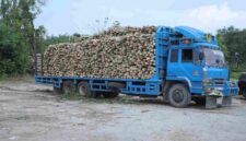 Salah satu truk pengangkut kayu di Desa Suka Damai, Kecamatan Pulo Bandring, Kamis (30 April 2026).