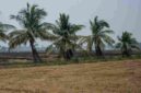 Sebuah sawah di Ayutthaya akan dibiarkan kosong pada musim tanam mendatang.
