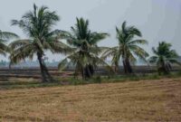 Sebuah sawah di Ayutthaya akan dibiarkan kosong pada musim tanam mendatang.