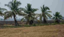 Sebuah sawah di Ayutthaya akan dibiarkan kosong pada musim tanam mendatang.