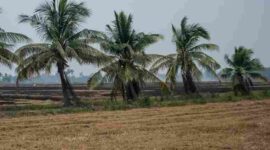Sebuah sawah di Ayutthaya akan dibiarkan kosong pada musim tanam mendatang.