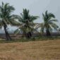 Sebuah sawah di Ayutthaya akan dibiarkan kosong pada musim tanam mendatang.