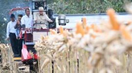 Presiden Prabowo turun langsung memanen jagung di Tuban saat Panen Raya Jagung Serentak 2026.
