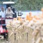 Presiden Prabowo turun langsung memanen jagung di Tuban saat Panen Raya Jagung Serentak 2026.