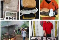 Polda Sumatera Utara menggencarkan operasi pemberantasan narkotika di berbagai wilayah Sumatera Utara.