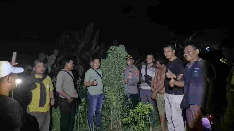 Polresta Deli Serdang melalui Polsek Tanjung Morawa mengungkap dugaan penyalahgunaan narkotika jenis ganja di Kecamatan Tanjung Morawa, Kabupaten Deli Serdang, Minggu, 17 Mei 2026.