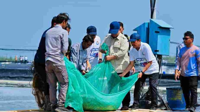 Presiden Prabowo Subianto melaksanakan panen raya udang dan meninjau kegiatan sortir hasil panen di lokasi tambak Budi Daya Udang Berbasis Kawasan (BUBK) Kebumen, Jawa Tengah, pada Sabtu, 23 Mei 2026.
