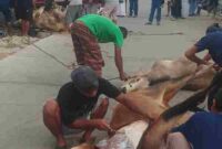 Warga Jalan Viyatayudha Pematangsiantar menyembelih 4 sapi dan 1 kambing pada Iduladha 1447 H