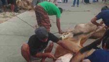 Warga Jalan Viyatayudha Pematangsiantar menyembelih 4 sapi dan 1 kambing pada Iduladha 1447 H