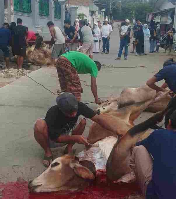 Warga Jalan Viyatayudha Pematangsiantar menyembelih 4 sapi dan 1 kambing pada Iduladha 1447 H