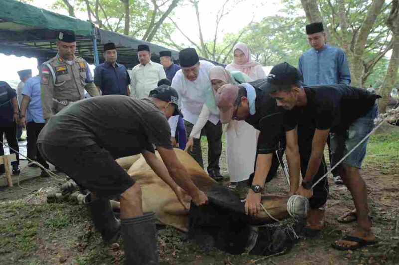 Pemkab Asahan menyembelih 101 hewan kurban pada Iduladha 2026.