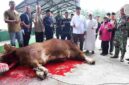 Bupati Asahan menyaksikan penyembelihan sapi bantuan Presiden Prabowo Subianto di Masjid Besar Al-Huda, Kecamatan Air Batu.