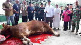 Bupati Asahan menyaksikan penyembelihan sapi bantuan Presiden Prabowo Subianto di Masjid Besar Al-Huda, Kecamatan Air Batu.