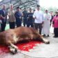 Bupati Asahan menyaksikan penyembelihan sapi bantuan Presiden Prabowo Subianto di Masjid Besar Al-Huda, Kecamatan Air Batu.